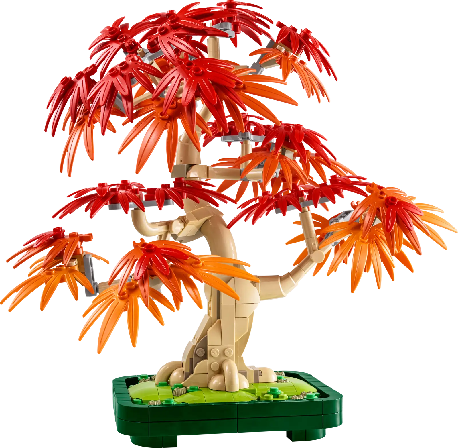 10348 Japanese Red Maple Bonsai Tree