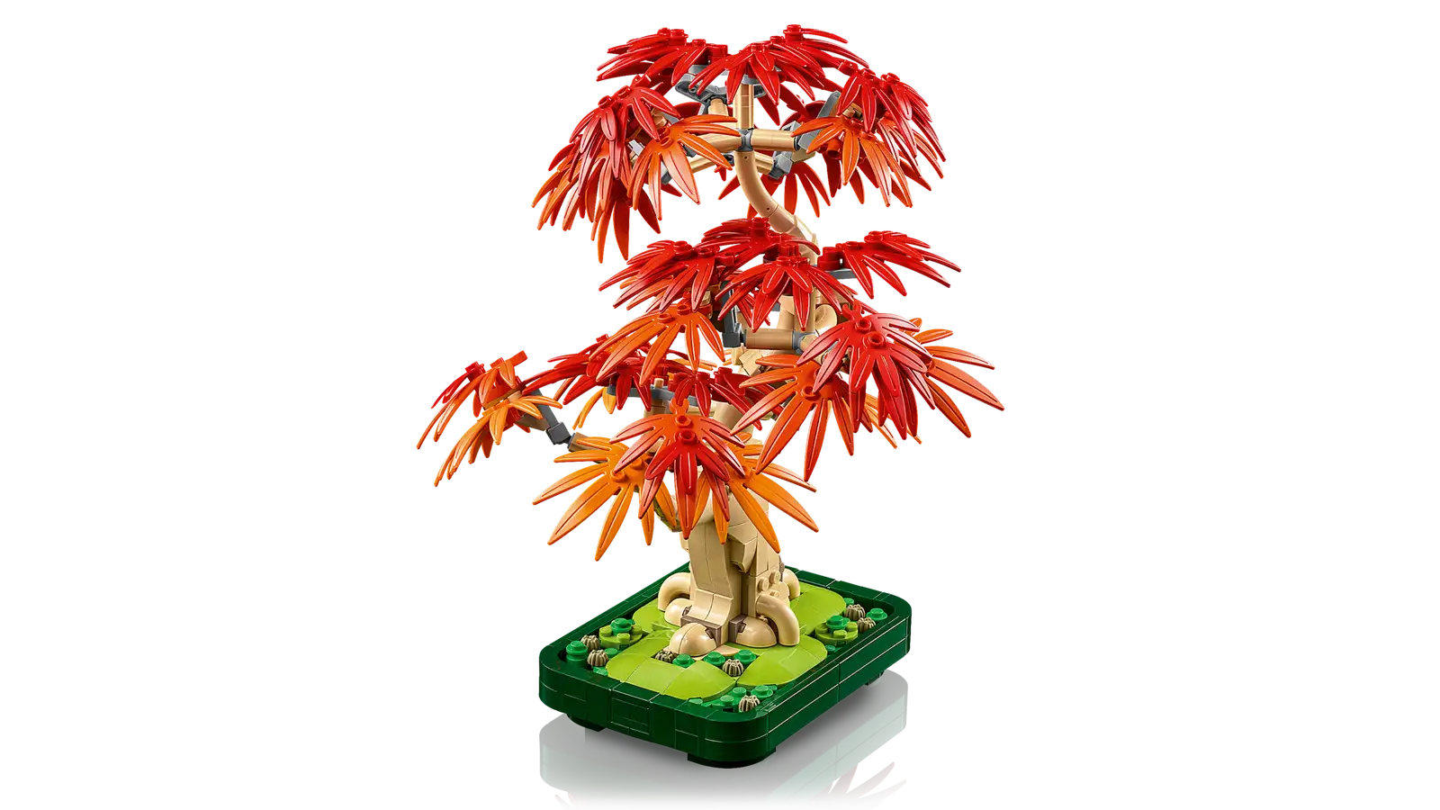 10348 Japanese Red Maple Bonsai Tree