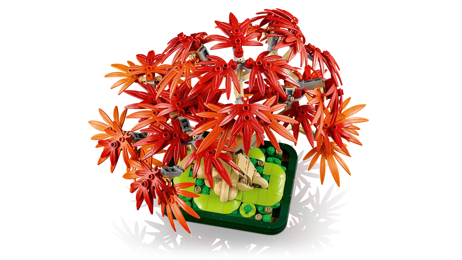 10348 Japanese Red Maple Bonsai Tree