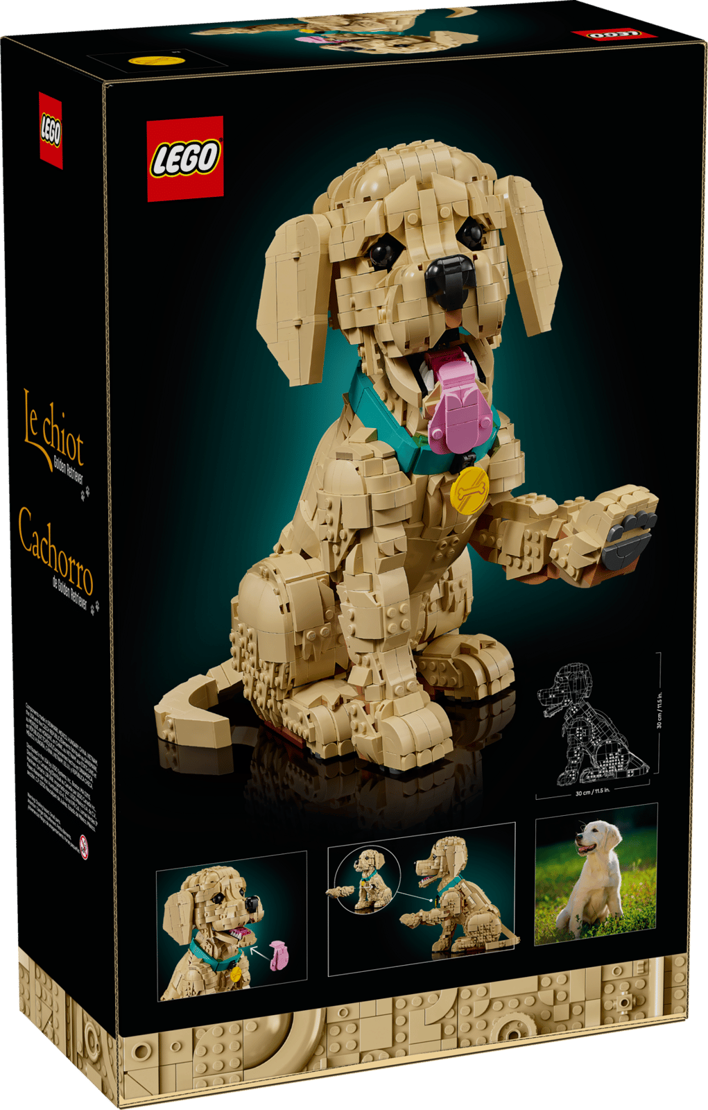 11384 Golden Retriever Puppy
