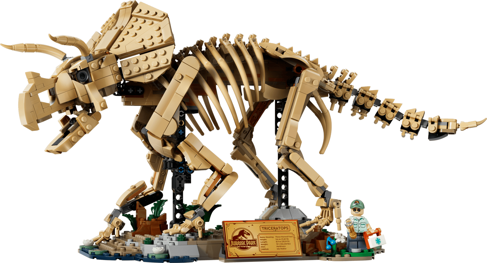 77985 Dinosaur Fossils: Triceratops