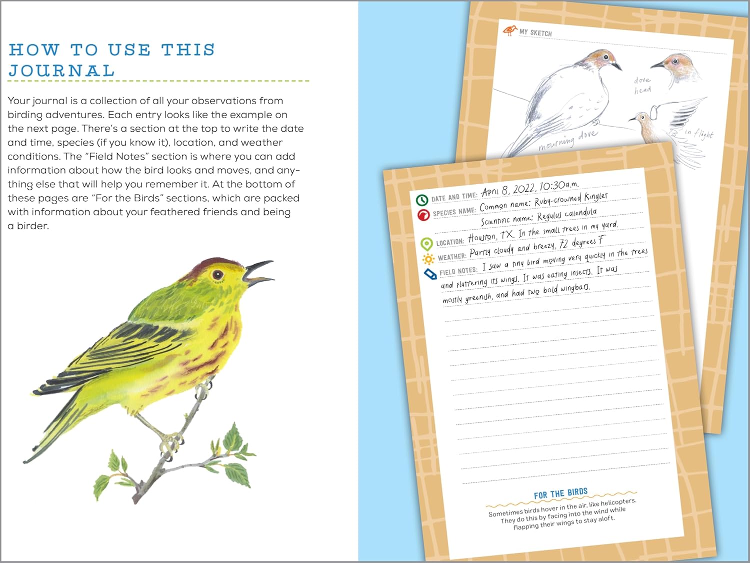 Bird Watching Book for Kids