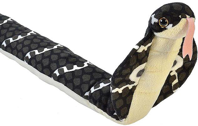 Hooded Cobra Snake