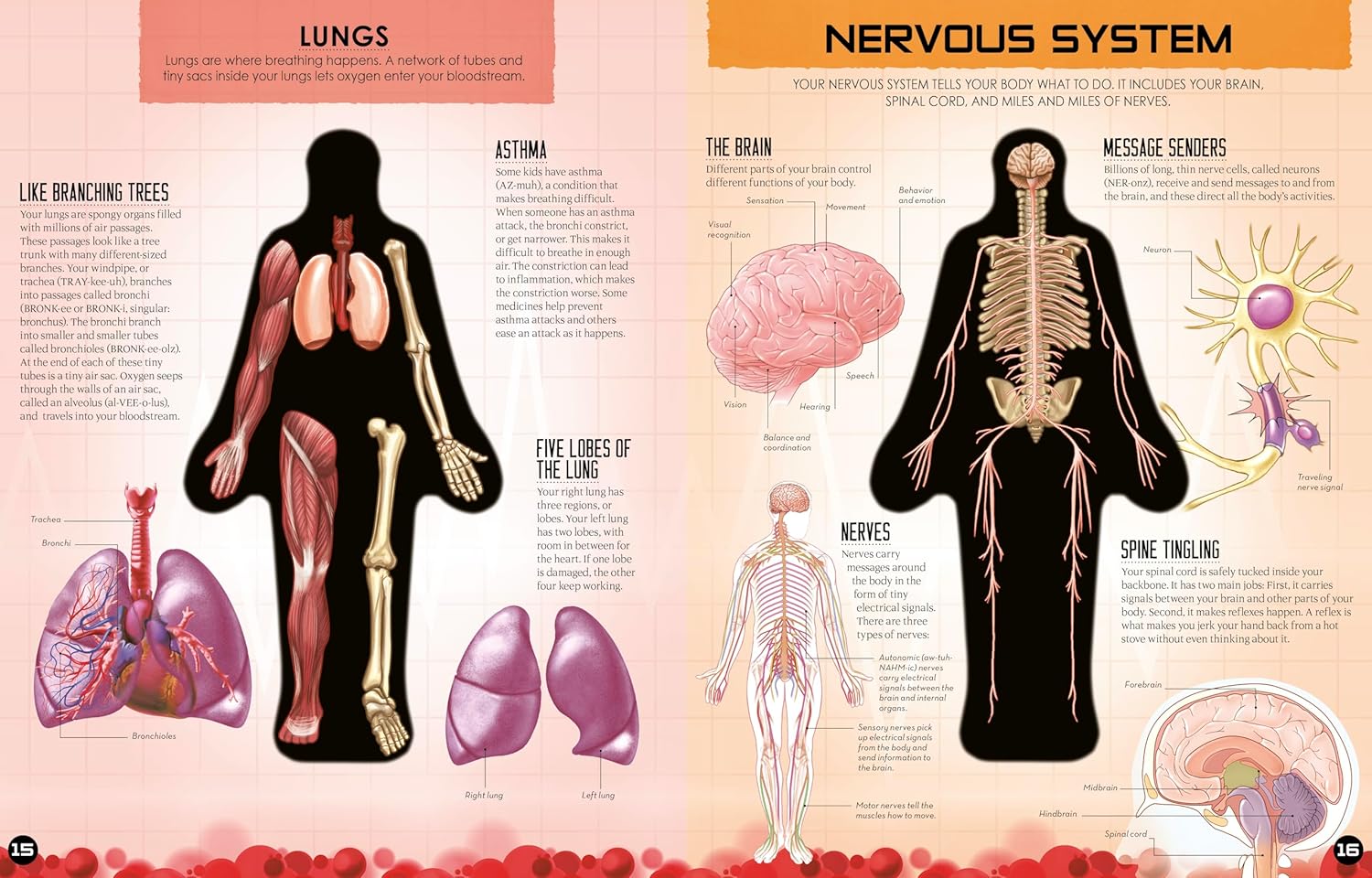 Inside Out Human Body Book