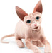 Sphynx Cat Puppet