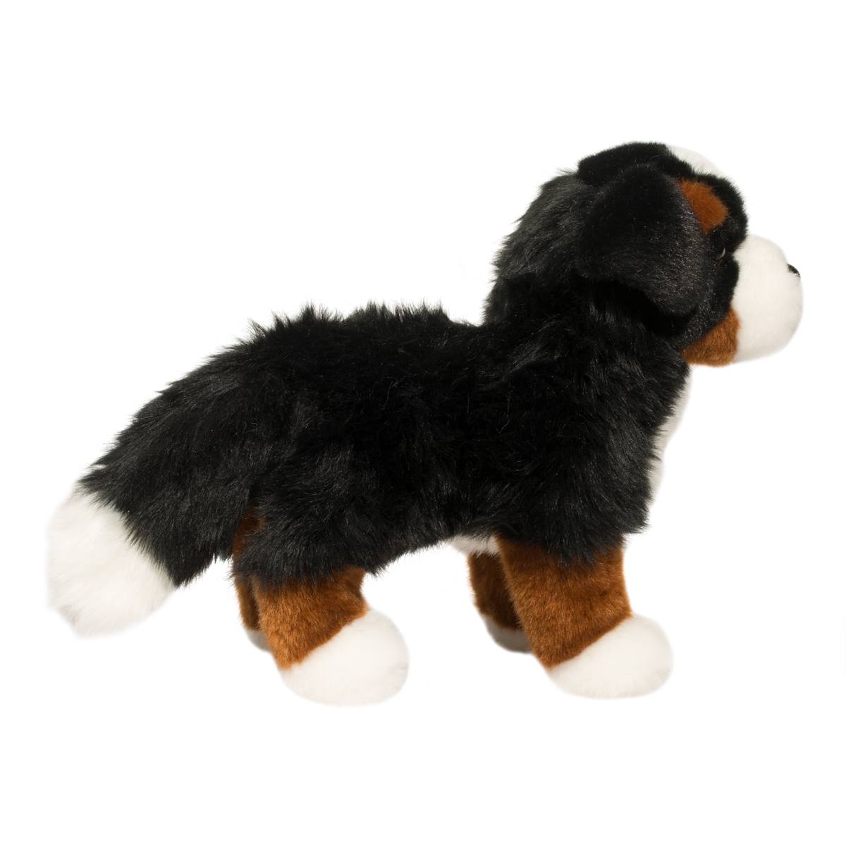 Stevie Bernese Mountain Dog