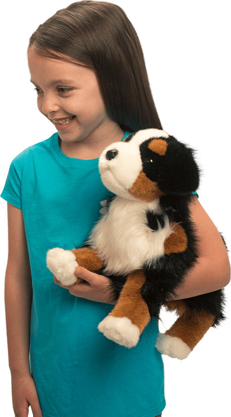 Trevor Bernese Mountain Dog