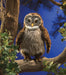 Owl, Hooting Hand Puppet