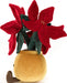 Amuseable Poinsettia