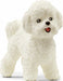 Bichon Frise