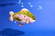 Mini Squishable Rainbow Trout