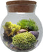 Moss Bowl - Grow Your Own Oasis