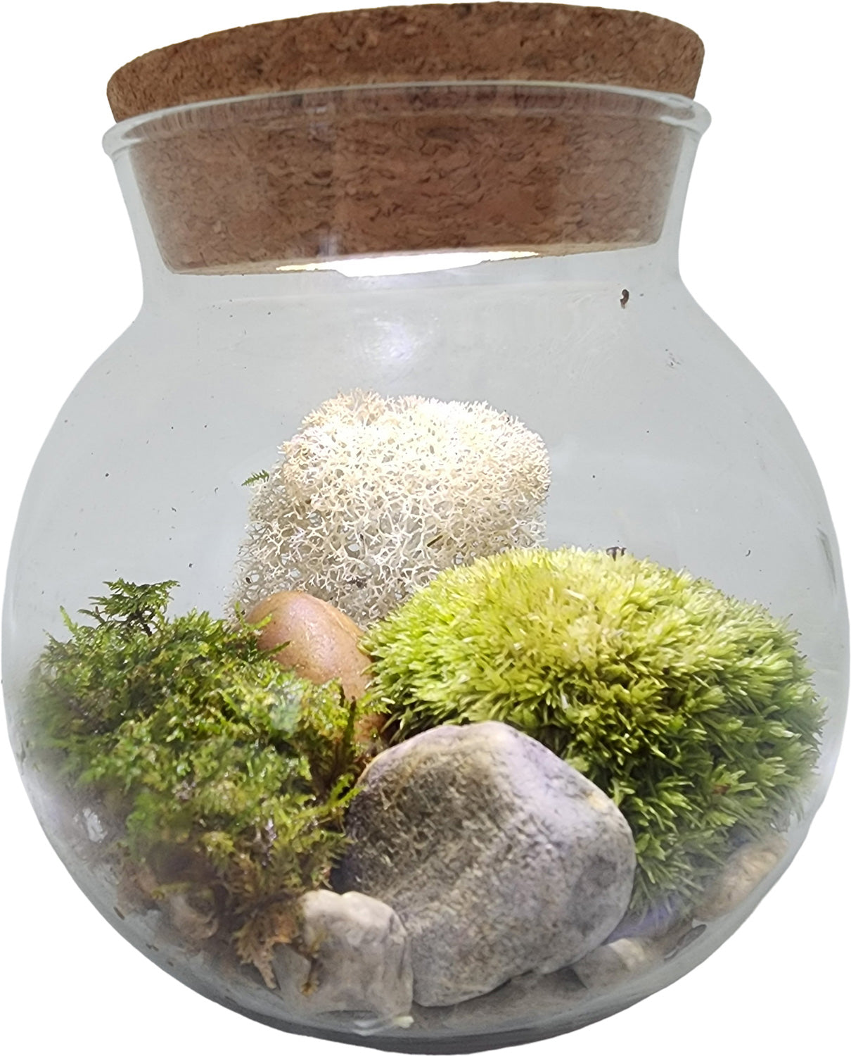 Moss Bowl - Grow Your Own Oasis