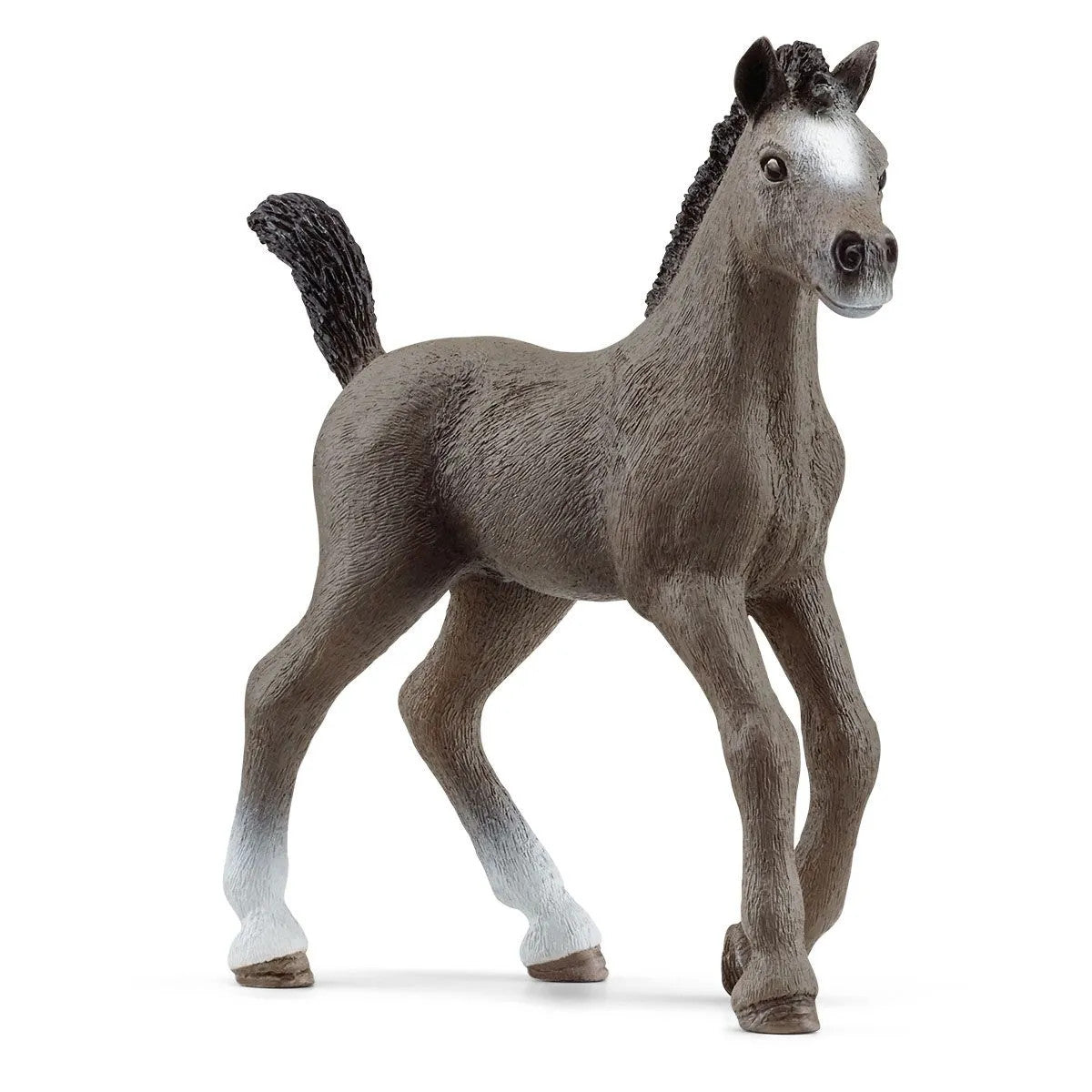 Cheval de Selle Francais Foal