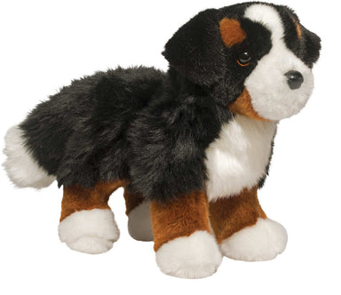 Stevie Bernese Mountain Dog