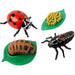 Ladybug Life Cycle Stages