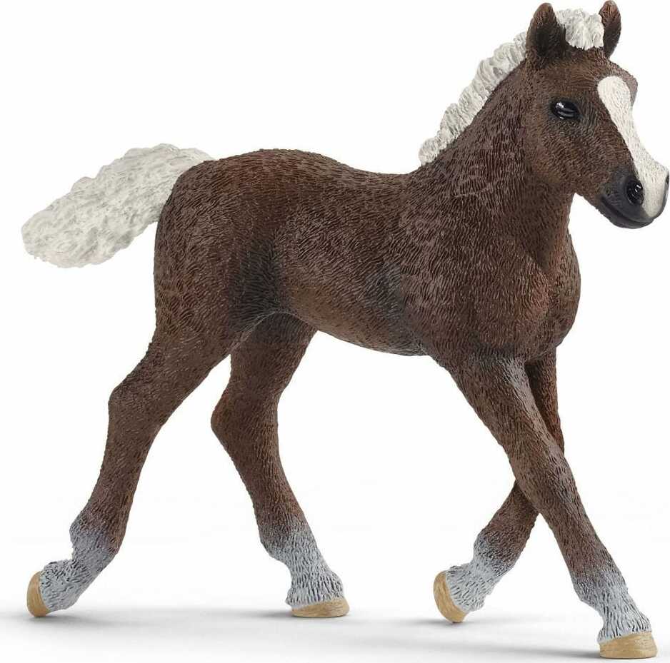 Black Forest Foal