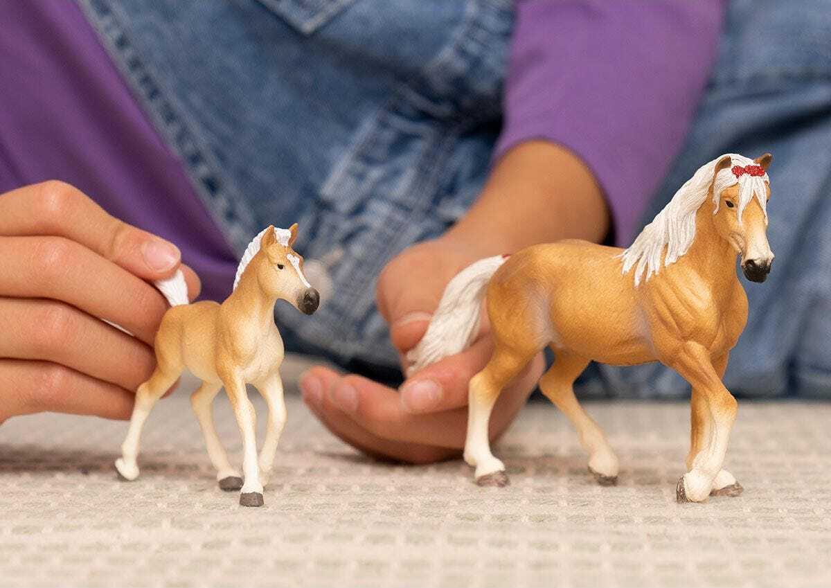 Haflinger Foal