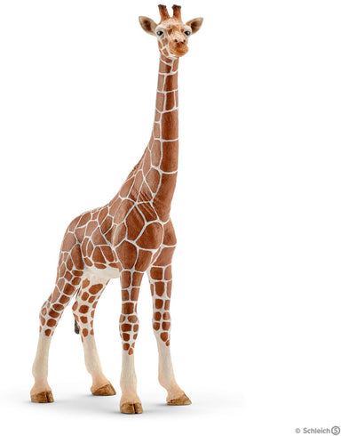 Giraffe, Female